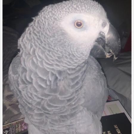 Missing Parrot, Parakeet Birds in African Grey 