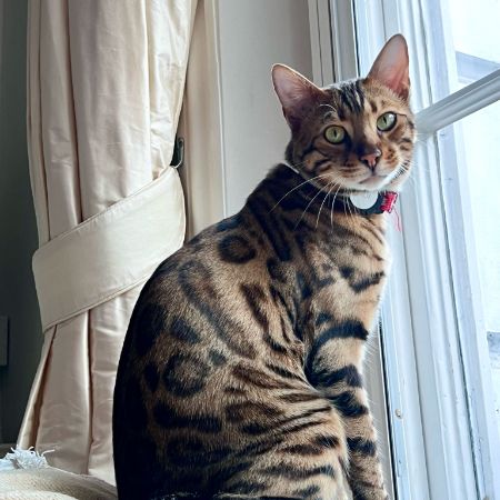 Missing Bengal Cats in london