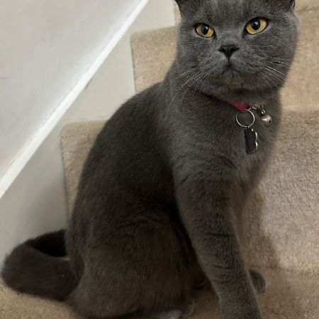 Missing British Short Hair Cats in London - Stonegrove