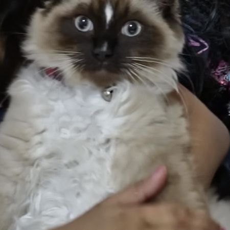 Missing Ragdoll Cats in BOURNEMOUTH