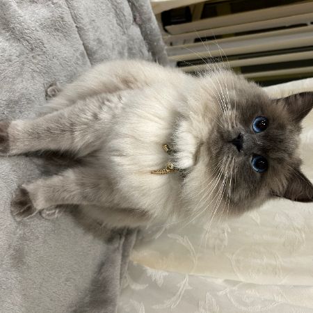 Missing Ragdoll Cats in Wellesbourne