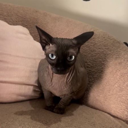 Missing Sphynx Cats in East Molesey