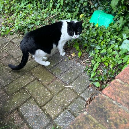 Missing Domestic Short Hair Cats in Riddlesdown, Purley