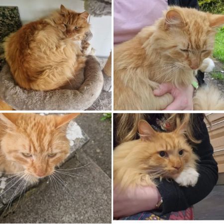 Missing Semi-Long Hair Cats in Redhill,Bristol