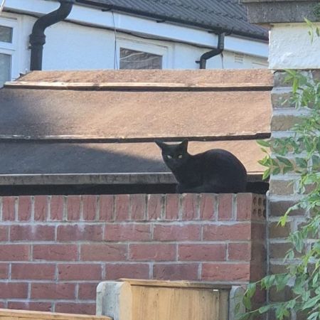 Missing Domestic Short Hair Cats in Bristol