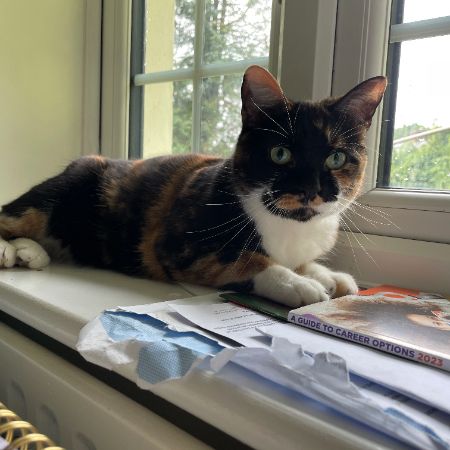 Missing Tortoiseshell Cats in Medstead/Alton