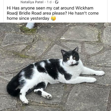 Missing Unknown - Other Cats in Croydon