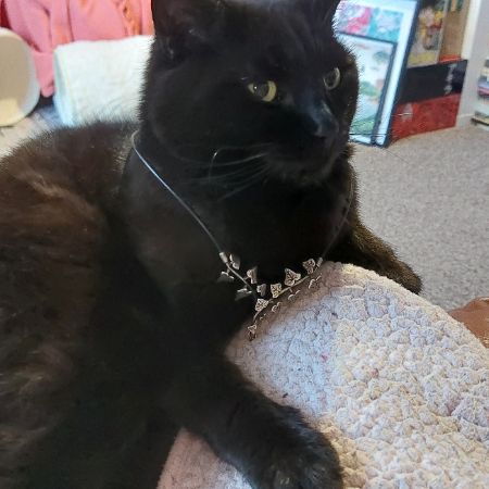 Missing Domestic Short Hair Cats in Leeds