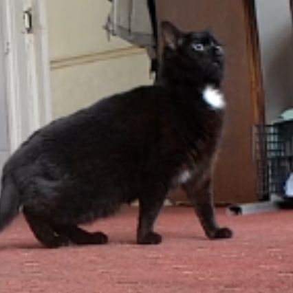 Missing Domestic Short Hair Cats in Ilford 