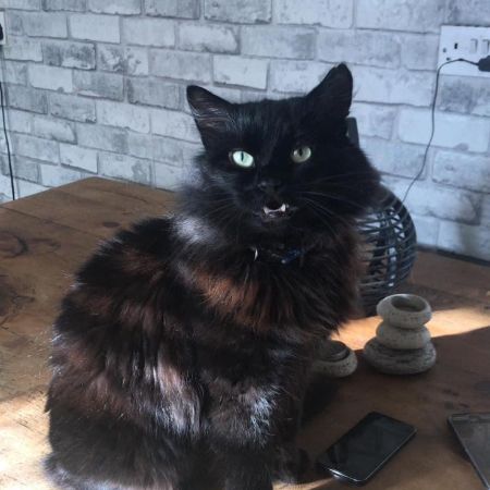 Missing Unknown - Other Cats in M90QF Blackley Manchester 