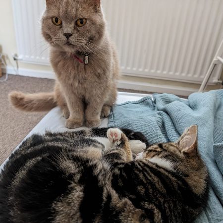 Missing British Short Hair Cats in Seaham