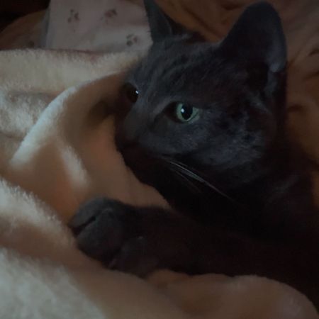 Missing Russian Blue Cats in Blackpool