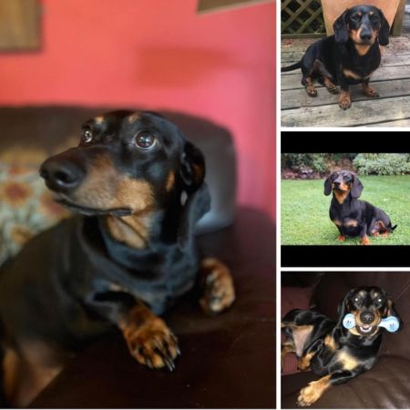 Missing Dachshund Dogs in Langford