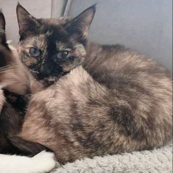 Missing Unknown - Other Cats in Croydon