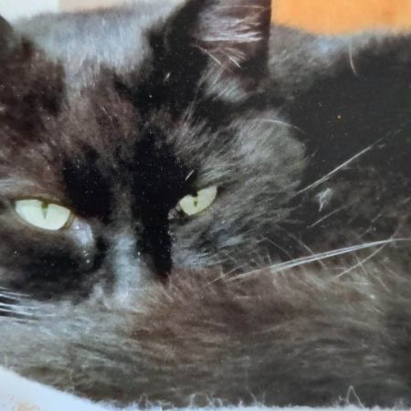 Missing Domestic Short Hair Cats in Basingstoke