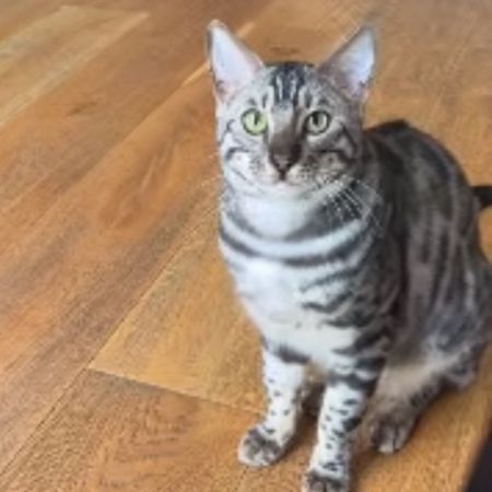 Missing Bengal Cats in Palmers Green