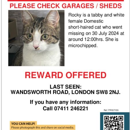 Missing Domestic Short Hair Cats in South West London