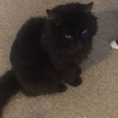 Missing Moggy Cats in West Molesey