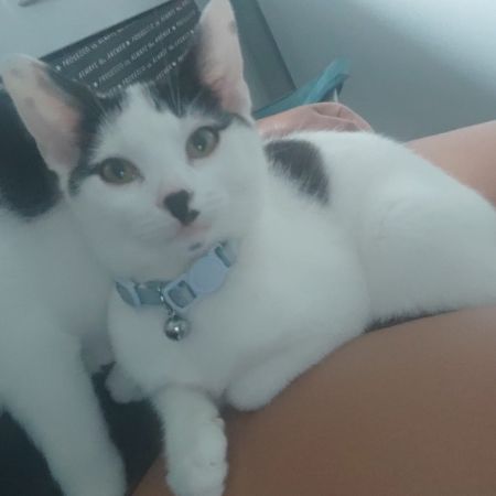 Missing Domestic Short Hair Cats in Manchester