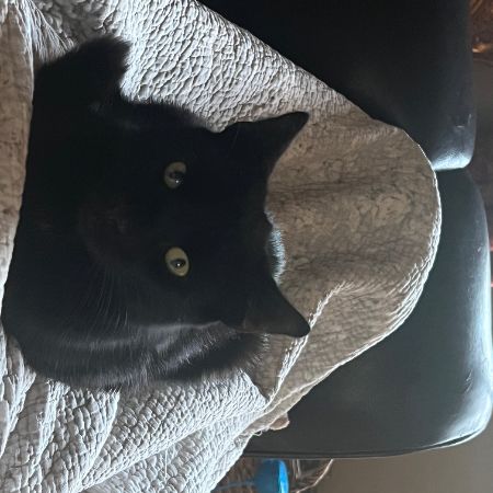 Missing British Short Hair Cats in Ashford