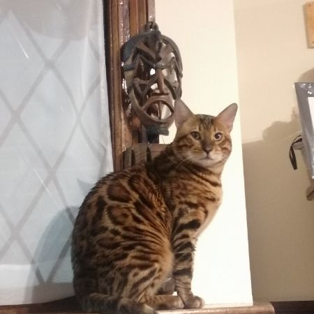 Missing Bengal Cats in London 