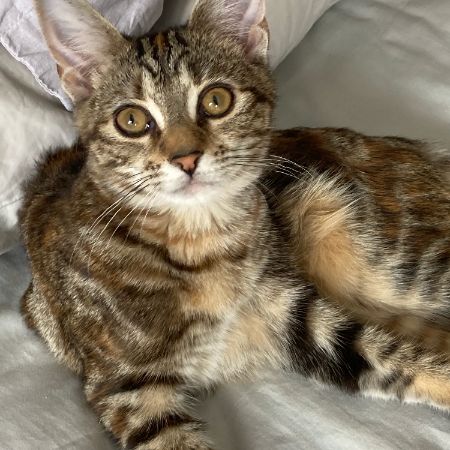 Missing Domestic Short Hair Cats in Sutton Coldfield 