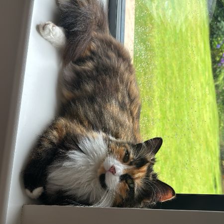 Missing Unknown - Other Cats in Chester