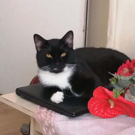 Missing Unknown - Other Cats in Enfield 