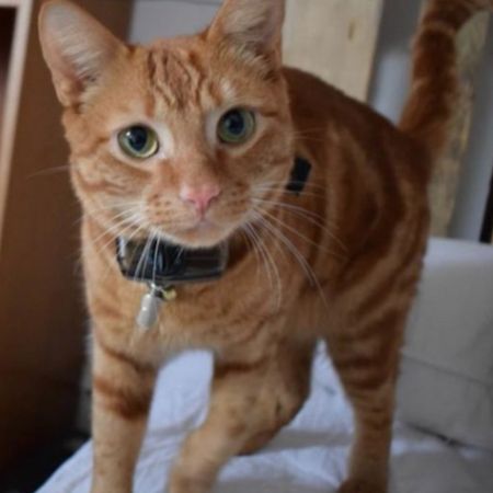 Missing Domestic Short Hair Cats in Leicester