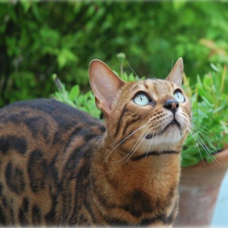 Missing Bengal Cats in Beaminster