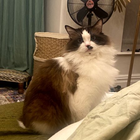 Missing Ragdoll Cats in Salford, Manchester 