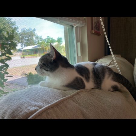 Missing Unknown - Other Cats in Denmead