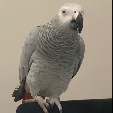 Missing Parrot, Parakeet Birds in Muswell Hill, London 