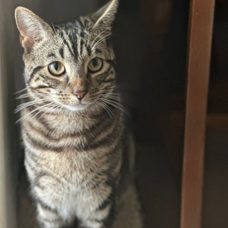 Missing Tabby Cats in Swansea 