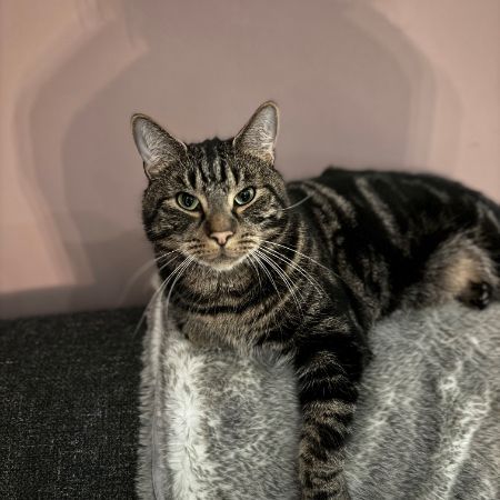 Missing Manx Cats in London