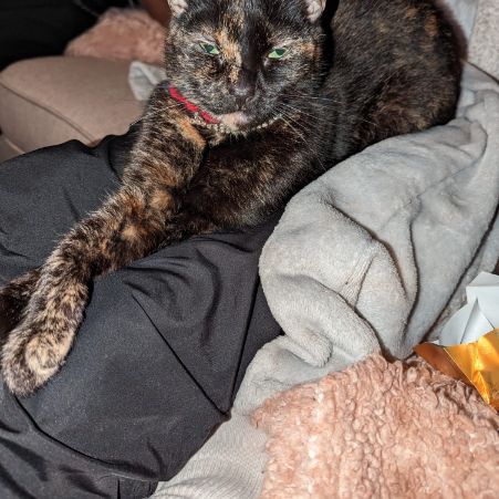 Missing Tortoiseshell Cats in PLYMOUTH