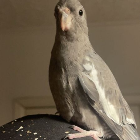 Missing Cockatiel Birds in Enfield