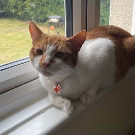 Missing British Short Hair Cats in Bedford