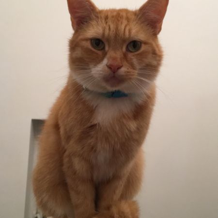 Missing Tabby Cats in Manchester 