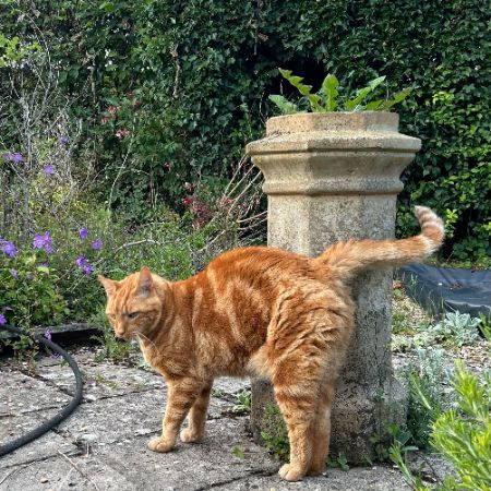 Missing Domestic Short Hair Cats in Alresford