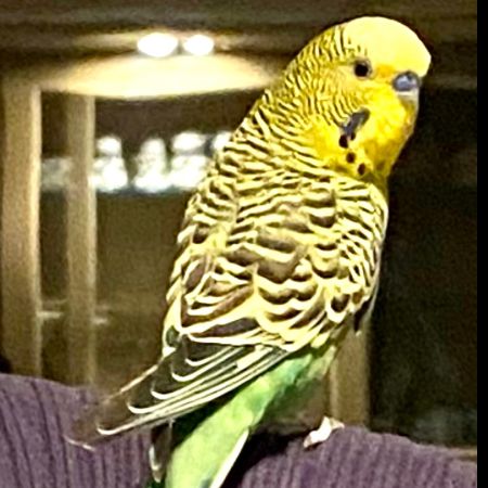 Missing Budgie Birds in Acton 