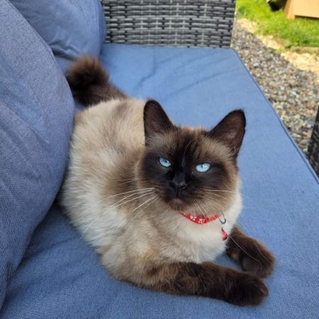 Missing Ragdoll Cats in Bassingbourn