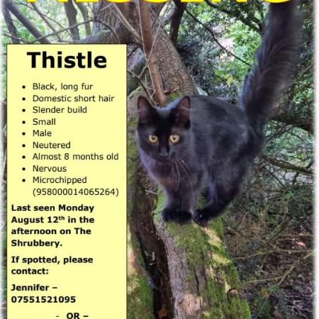 Missing Domestic Short Hair Cats in HUNTINGDON