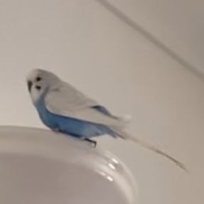 Missing Budgie Birds in Dagenham