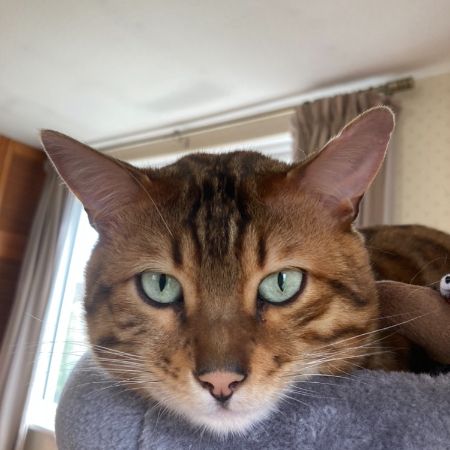 Missing Bengal Cats in Bricket Wood