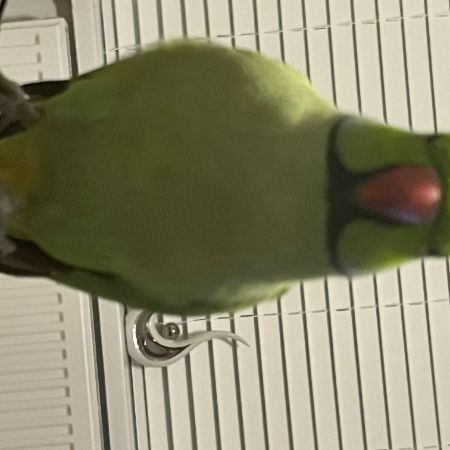 Missing Parrot, Parakeet Birds in Coventry Holbrooks