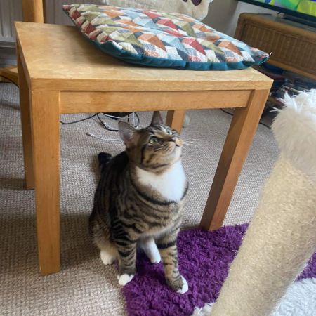 Missing Tabby Cats in Northampton