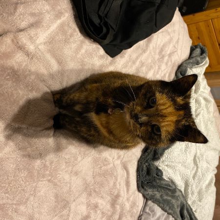 Missing Tortoiseshell Cats in Kirk Hallam