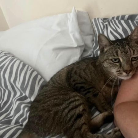 Missing Domestic Short Hair Cats in Rainham