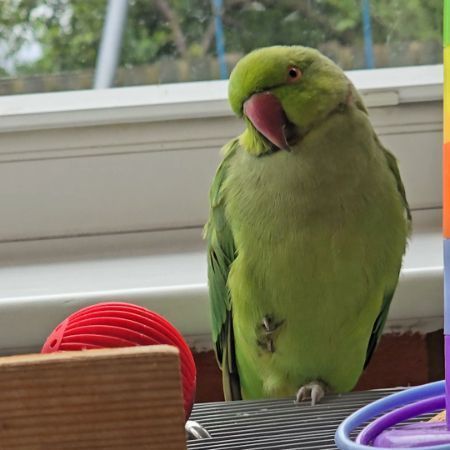 Missing Parrot, Parakeet Birds in Milton Keynes